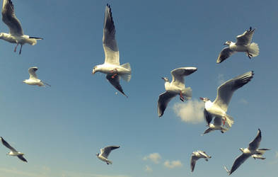 Seagulls