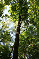 A tree grows in the forest