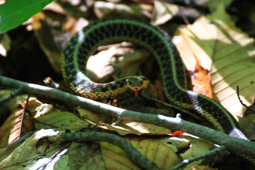 A friend in the forest