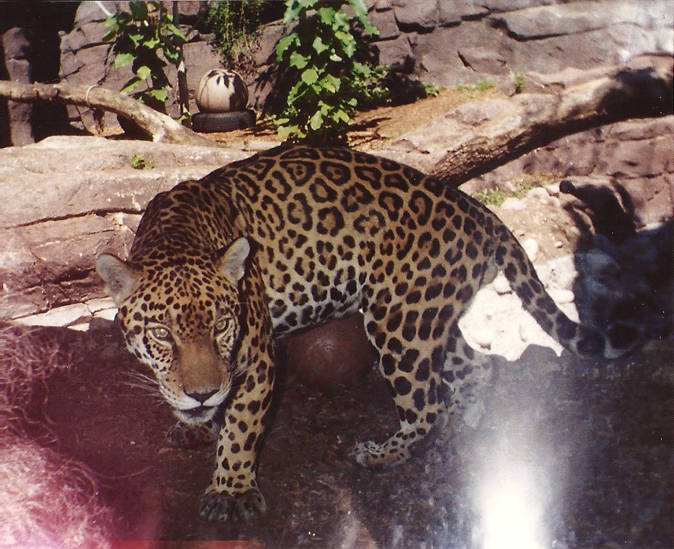 Leopard