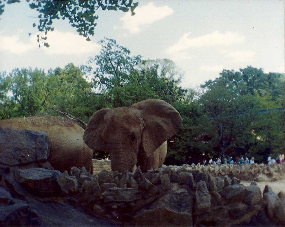 Elephants by LindArtz on DeviantArt