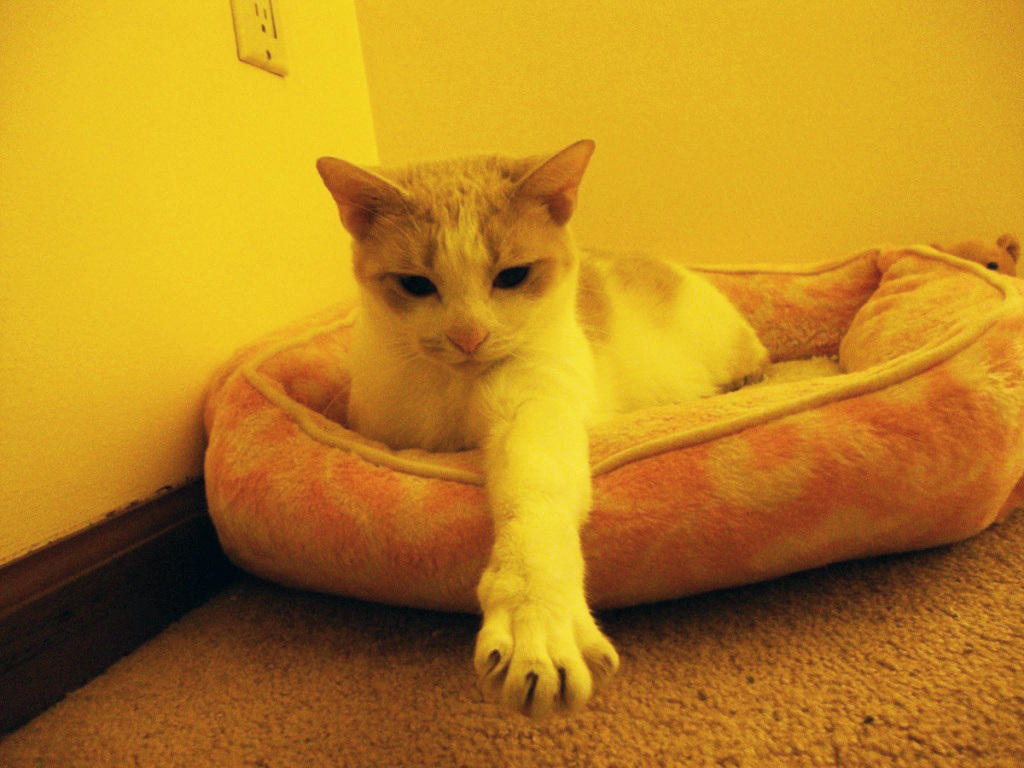Zoey in bed