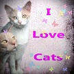 I Love Cats 