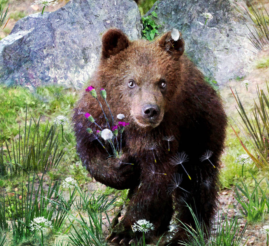 Sweety Bear  by LindArtz