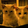 The Whirlies Nikki and Zoey