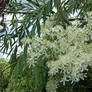 White Flowers