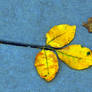 Leaves  Yellow