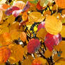 Colorful Autumn Leaves