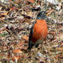 Robin 1