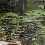 Duckweed