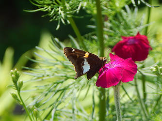 Silver Spotted Skipper Butterfly 2