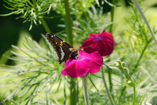 Silver Spotted Skipper Butterfly