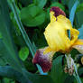 Yellow Iris