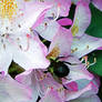 Flower Pink Rhododendron w Bumblebee