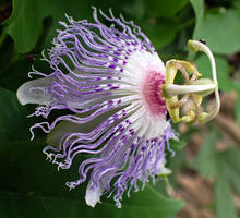 Purple Passsion Flowers 2