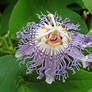 Purple Passion Flowers 1