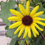 Yellow Sunflower