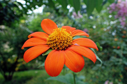 Orange Zinnia Flower 1