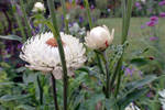 White Straw Flowers  2