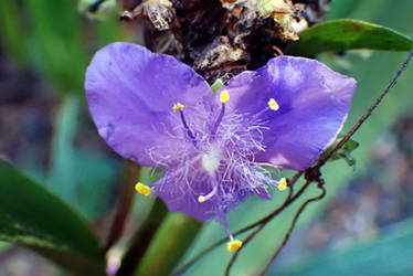 Purple Spiderwort Flower 2