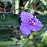 Purple Spiderwort Flower