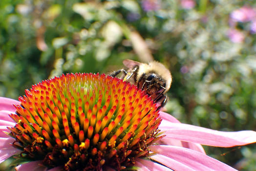 Pink ConeFlower w. Bumblebee 3