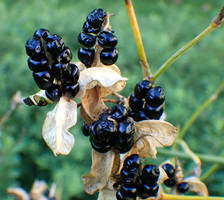 Iris Blackberry Lily Seedhead