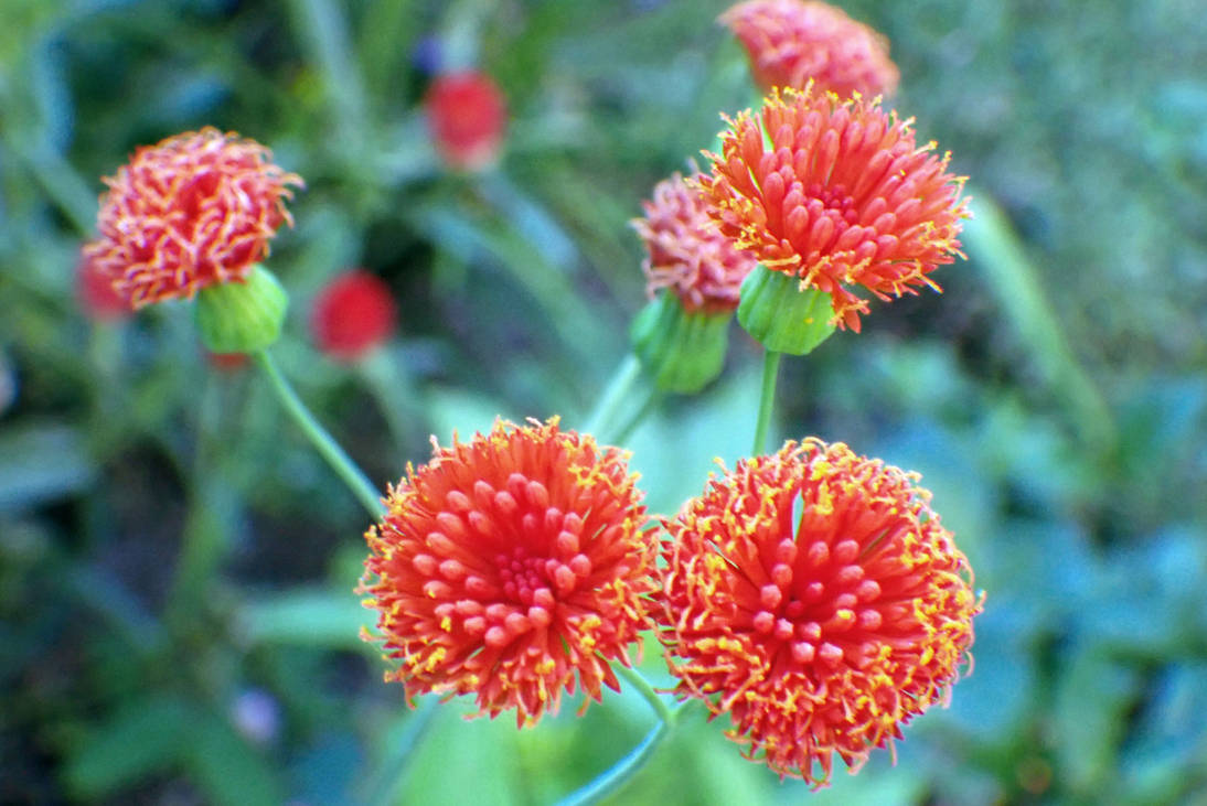 Blooming Chinese Aster Orange Flower by LindArtz on DeviantArt