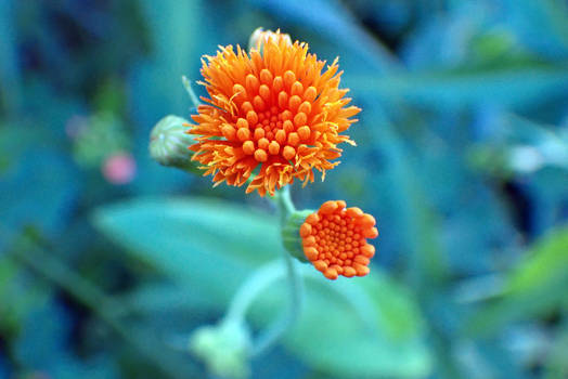 Flower Buds Chinese Aster Orange Flower 1