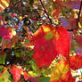 Colorful Autumn Leaves 3