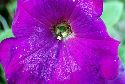 Purple Petunia Flower 2