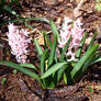 Hyacinths Pink 1