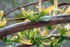 Tender New Leaves