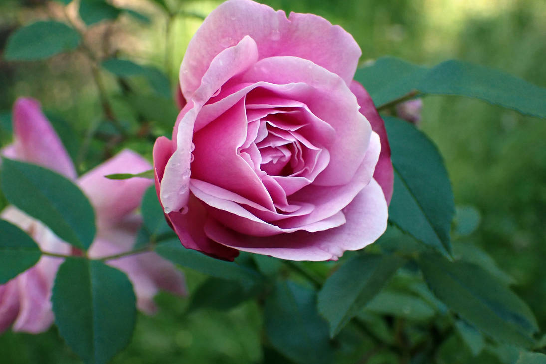Pink Rpze Pink Rose 1 by LindArtz on DeviantArt
