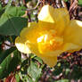 Yellow Rose Flower 1