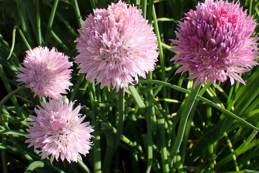 Chives And Roses TwoToned Pink Chives Flowers 2 by LindArtz on DeviantArt