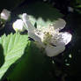 Viburnum Flowers White 4