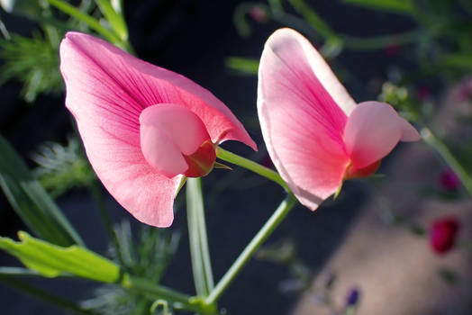 Sweet Pea Pink 2