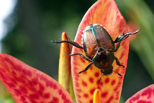 Japanese Beetle on Blackberry Lily 2