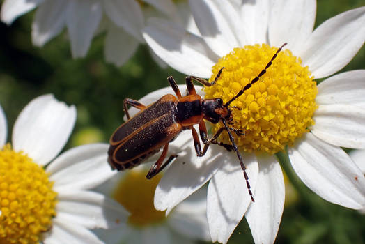 Margined Leatherwing Soldier Beetle 2