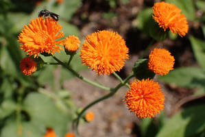 Emilia Coccinea Flowers, Orange w Ceratina