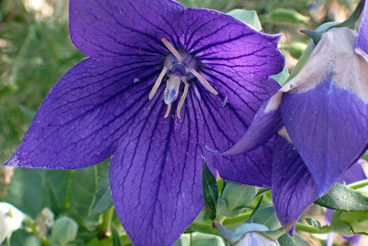 Balloon Flower, Astra Blue