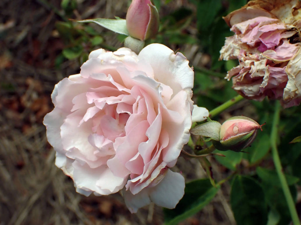 Pale Pink Garden Roses 2 by LindArtz on DeviantArt