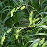 Northern Sea Oats Green 1