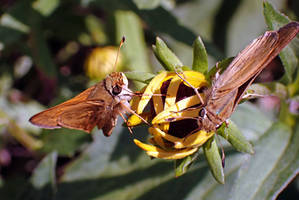 Palatka Skippers Doing Mating Dance