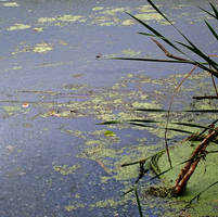 Swamp/Lake Scene with Duckweed and Dragonfly