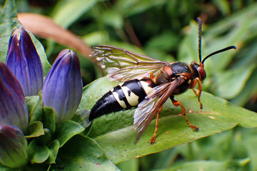 Male Cicada-Killer