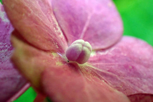 Hydrangea Paniculata Flowers, Pink, 3