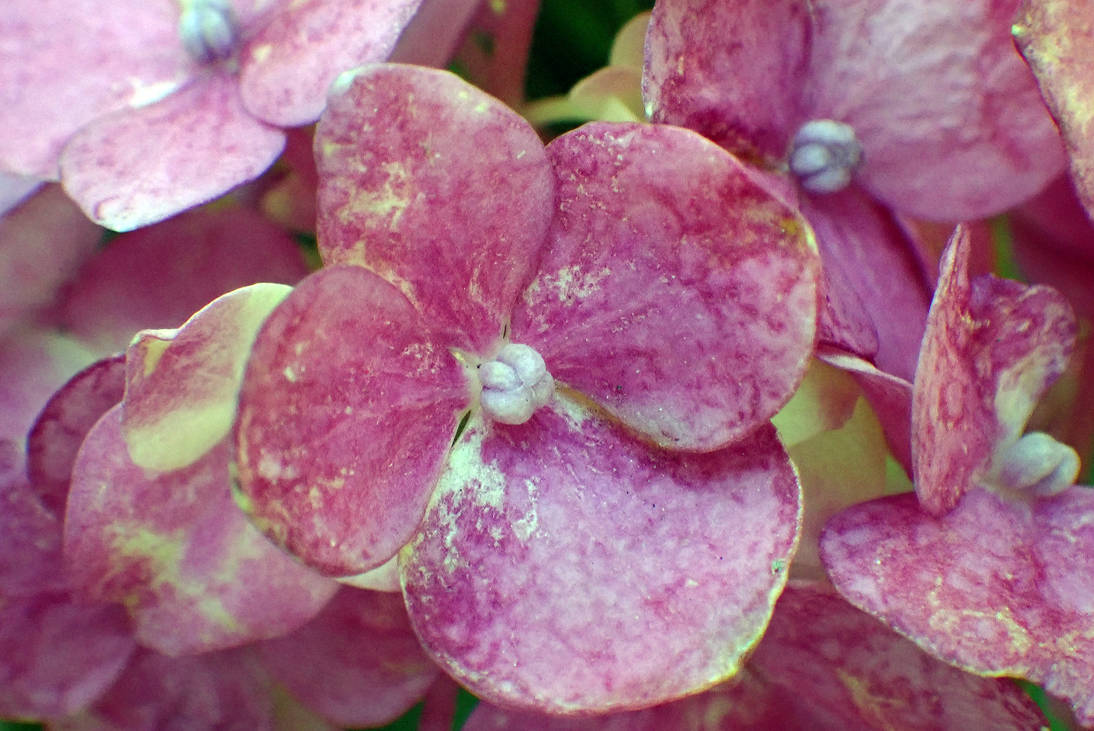 Hydrangea Paniculata Flowers, Pink, 1