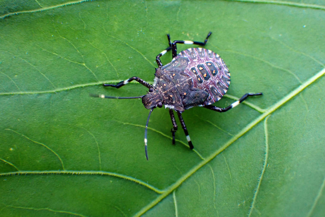 Brown Marmorated Stink Bug, 3 by LindArtz on DeviantArt